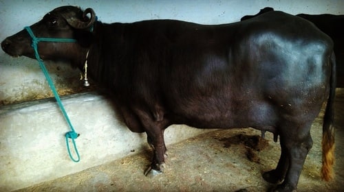 Black Pure murrah buffalo Black Pure murrah buffalo