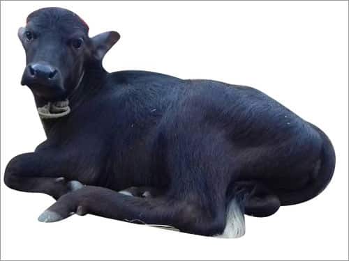 Buffalo